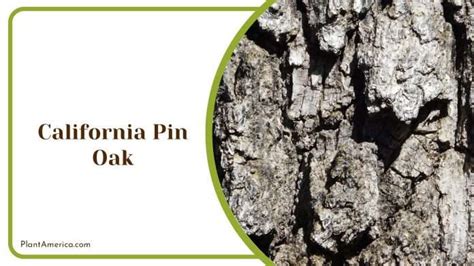 16 California Oak Trees That Thrive in Most Climates - Plant America