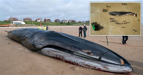 Dead fin whale washes up on Bridlington beach | UK News | Metro News