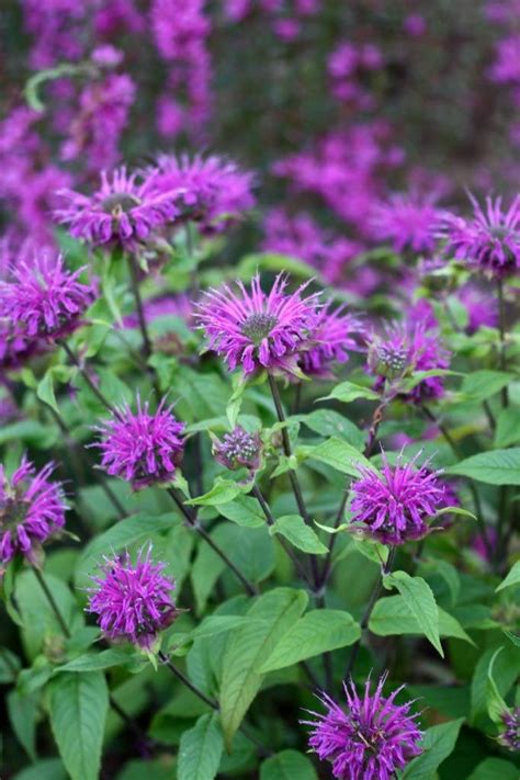 Monarda 'Prärienacht' | SlovenskeTrvalky.sk