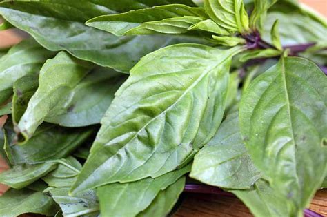 How To Plant And Grow Thai Basil Gardeners Path