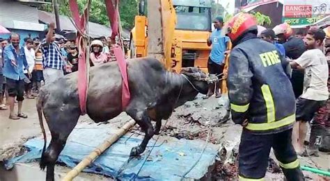 লাখ টাকার গরু পড়ে গেল ড্রেনে ১৬ ঘণ্টা পর