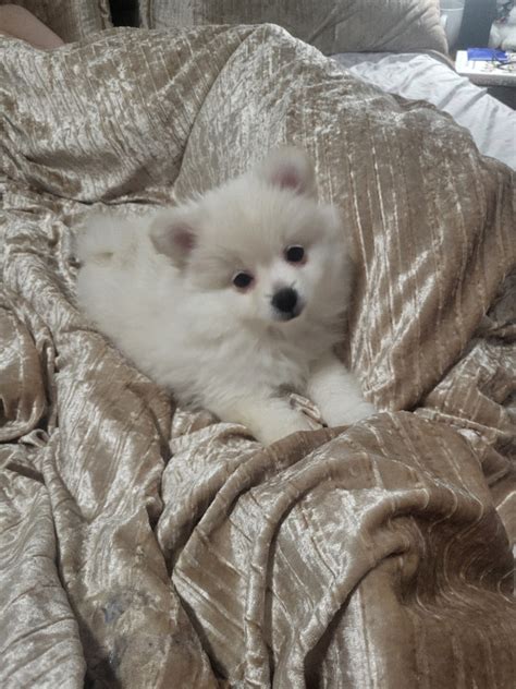 Pure bred Pomeranian girl | Dogs & Puppies for Rehoming | London | Kijiji