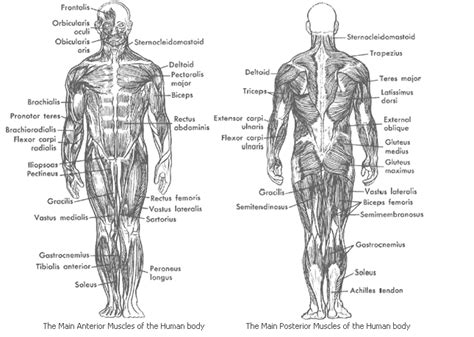 Muscular System Samantha Trujillo