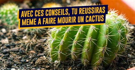 Top Des Conseils Pour Bien Buter Ta Plante Cr Ve La Foug Re