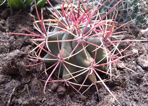 Ferocactus Rectispinus Passioni Succulente