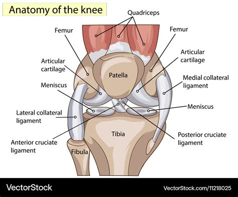 Anatomy structure knee joint Royalty Free Vector Image