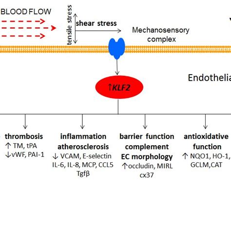 1 Molecular Mechanisms Involved In Regulation Of Endothelial KLF2