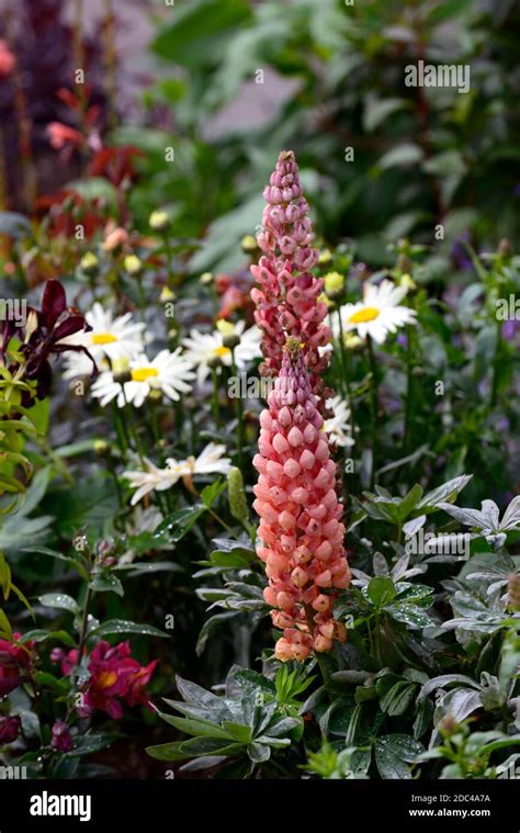 Lupin Salmon Star Hi Res Stock Photography And Images Alamy