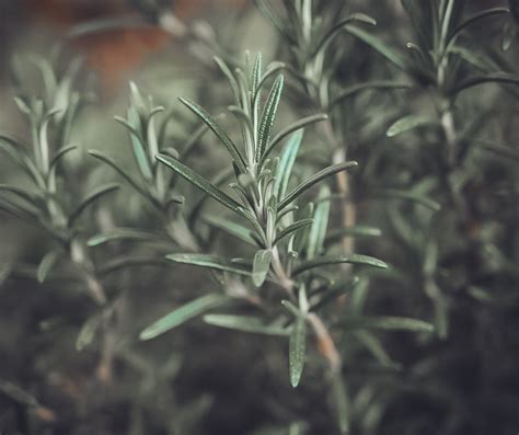 The Spiritual Meaning Of Rosemary