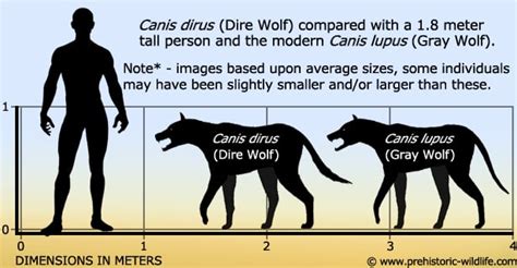 Raptorex kreigsteini vs. Dire Wolf | The World of Animals