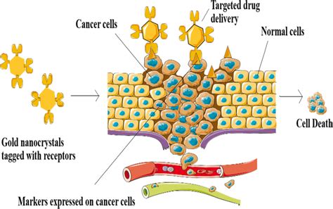 Drug Delivery Using Gold Nanocrystals Targeted Drug Delivery Can Be Download Scientific