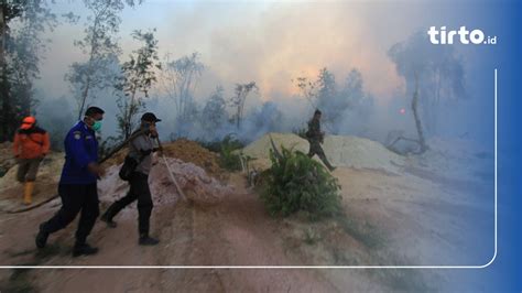 Kebakaran Lahan Dan Hutan Di Riau Meluas Capai 841 Ha Pada 2019