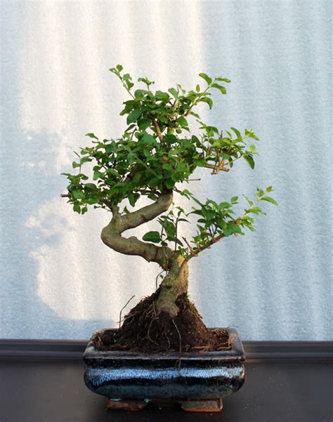 Купить комнатный бонсай Лигуструм (Ligustrum) в Украине. Интернет ...