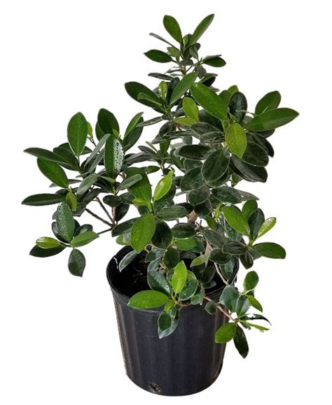 Ficus microcarpa 'Green Island', Ficus 'Green Island' | PlantVine