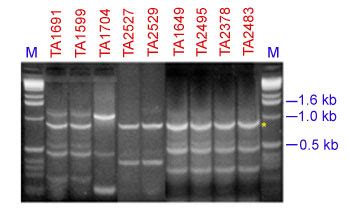 Leaf rust resistance gene Lr21 | MASWheat