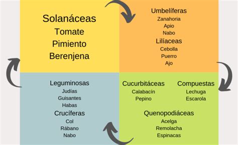 Qué cultivos son más practicos para su rotacion 5 cultivos prácticos