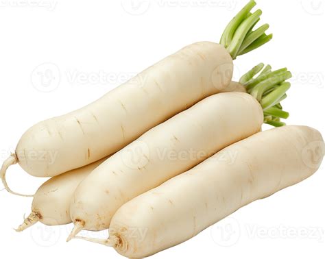 Daikon Clipart Daikon Radish Vegetable Isolated Fresh Daikon Radish