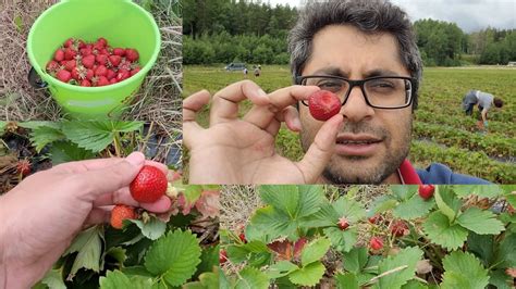 Strawberry Picking Finland Youtube