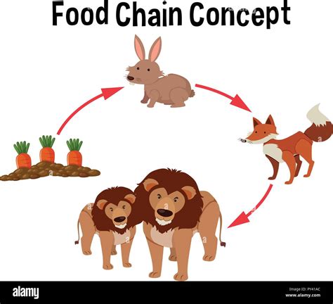 Food chain concept diagram illustration Stock Vector Image & Art - Alamy