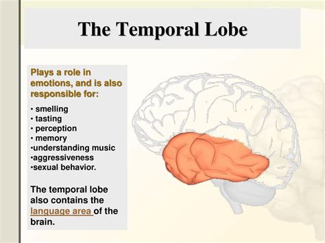 The Central Nervous System Ppt Download