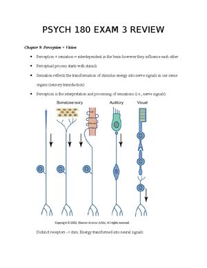 Psych Exam 4 Guide Exam 4 Chapter 11 Motor System And Behavior