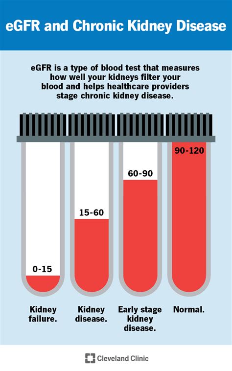 Glomerular Filtration Rate Pathway Medicine