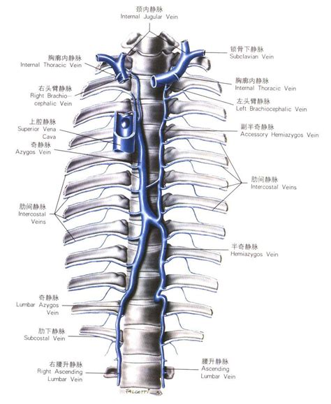 胸部静脉解剖示意图 人体解剖图医学图库