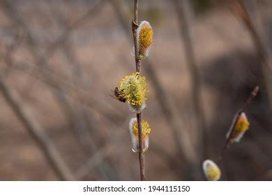 Macro Pussy Willow Salix Caprea Catkin Stock Photo 2134409039 Shutterstock