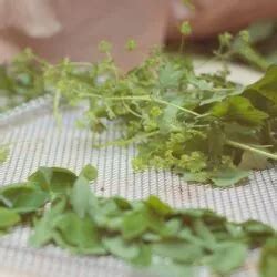 Tea Time How To Harvest Dry Herbs For Tea