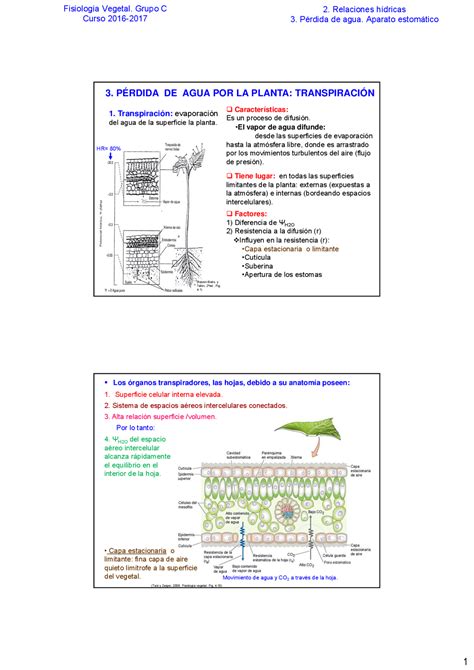 Fisiologia Vegetal Apuntes Ejercicios De Fisiolog A De Las Plantas