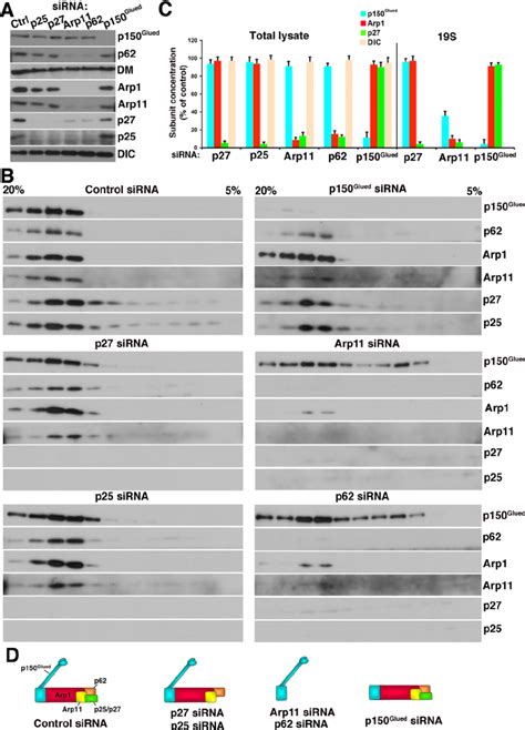 Effect Of Dynactin Subunit Depletion On Dynactin Integrity And