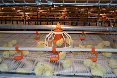 The New Technology Of The Broilers Keeping Was Implemented At Elinar