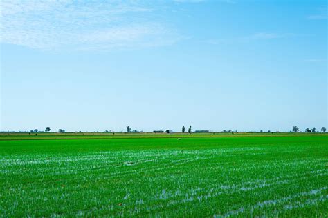 El Arroz Que Se Cultiva En El Delta Del Ebro