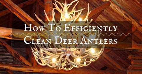 How To Clean Deer Antlers How To Efficiently Clean Deer Antlers