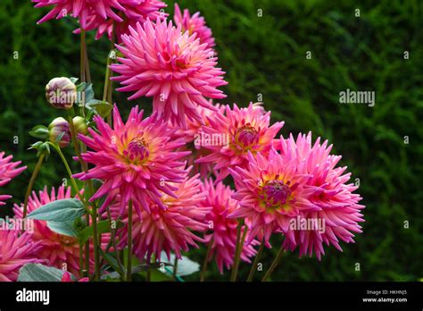 Dahlia GW S Babe Stock Photo Alamy
