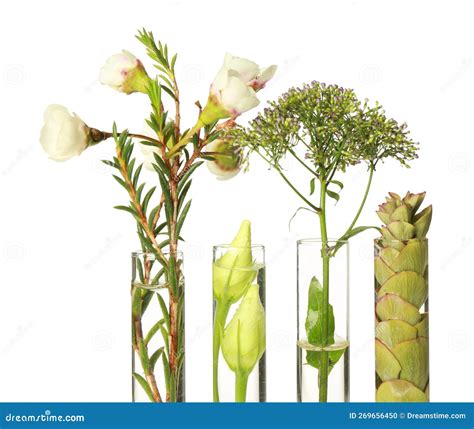 Different Plants In Test Tubes On White Background Stock Photo Image