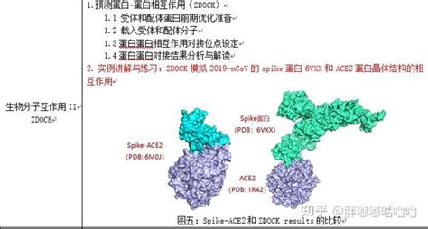 蛋白结构分析、autodock分子对接、蛋白 蛋白相互作用预测、药效团虚拟筛选、构效关系预测分子活性、能量及相互作用分析（amber）、水溶性蛋白质、生物膜蛋白建模计算分析、gromacs编译