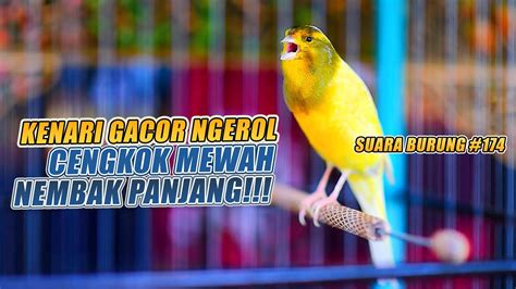 SUARA BURUNG 174 Kenari GACOR PANJANG INI Cocok Untuk Masteran KENARI