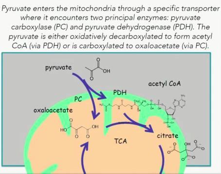 Ch Harvesting Electrons From The Cycle Flashcards Quizlet