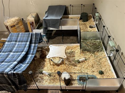 21 Creative Guinea Pig Cage Ideas - ThePetEnthusiast