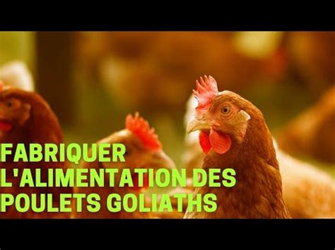 Alimentation Des Poulets Goliath Comment La Fabrique Avec Mon Outil