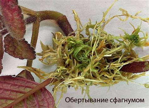 Эписция – описание, уход в домашних условиях, виды и сорта