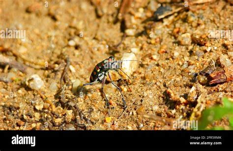 Iridescent blue beetle Stock Videos & Footage - HD and 4K Video Clips ...