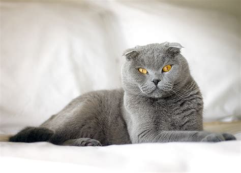 10 Fluffy Cat Breeds - PureWow