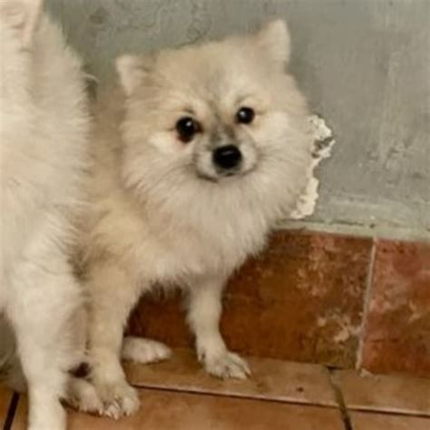 Pomeranian Pico Hat Endlich Ein Zuhause Salva Hundehilfe E V