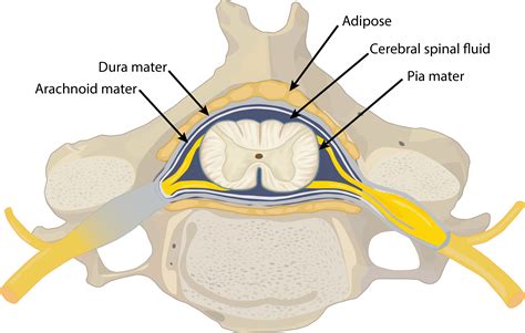 Spinal Chord Anatomy