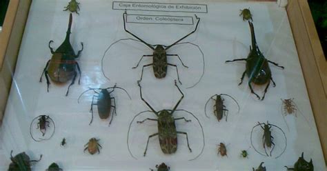 Entomologia Ju El Mundo De Los Insectos Caja Entomologica Del Orden Coleoptera