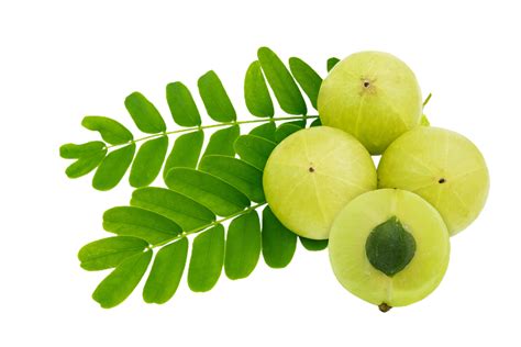 amla png transparent background 29228825 PNG