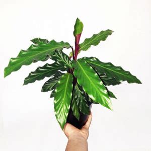 Calathea Rufibarba Mm The Jungle Collective