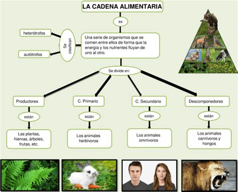 Mapas Conceptuales De La Cadena Alimentaria Descargar